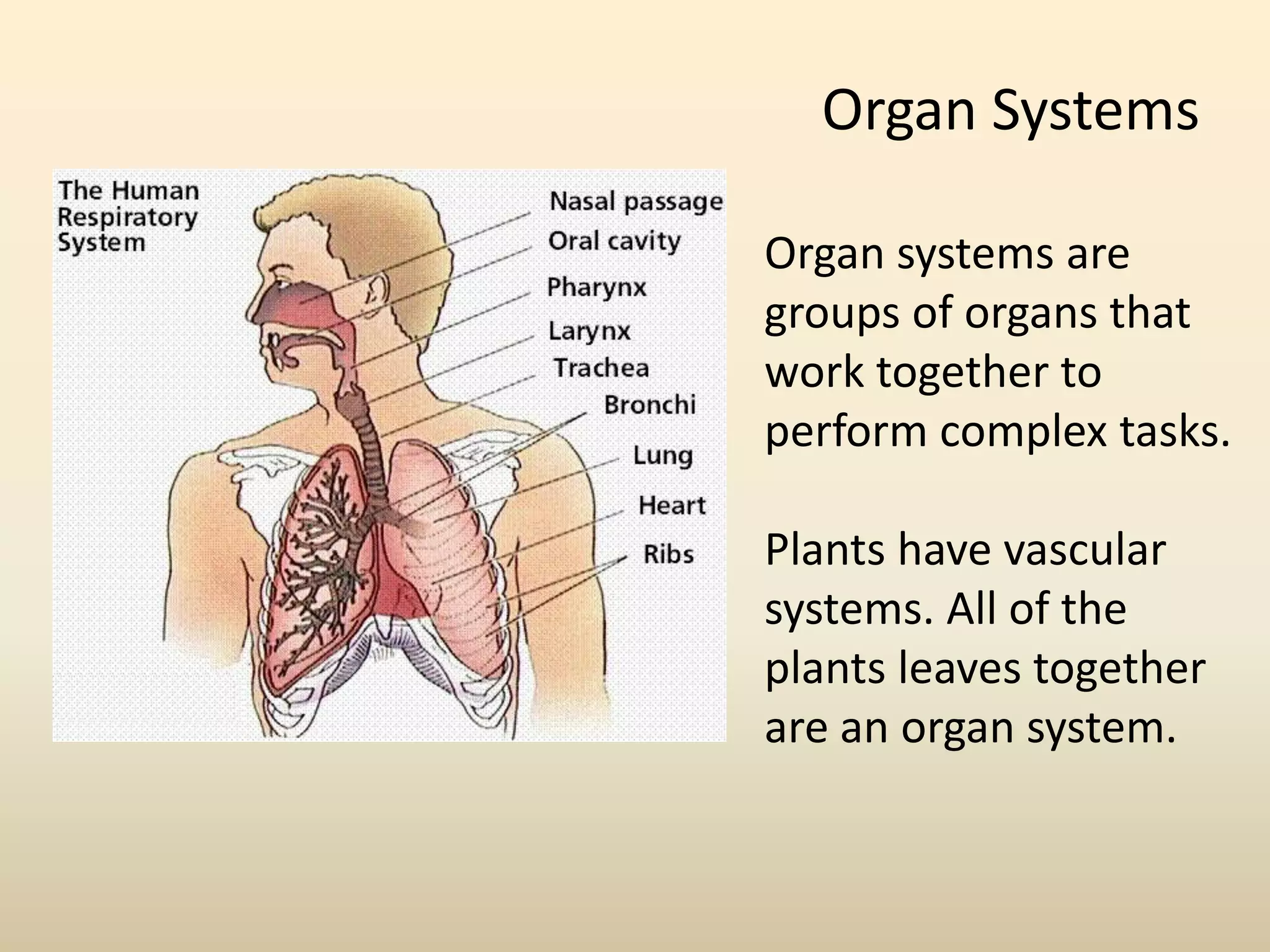 Organ Systems

Organ systems are
groups of organs that
work together to
perform complex tasks.

Plants have vascular
systems. All of the
plants leaves together
are an organ system.
 