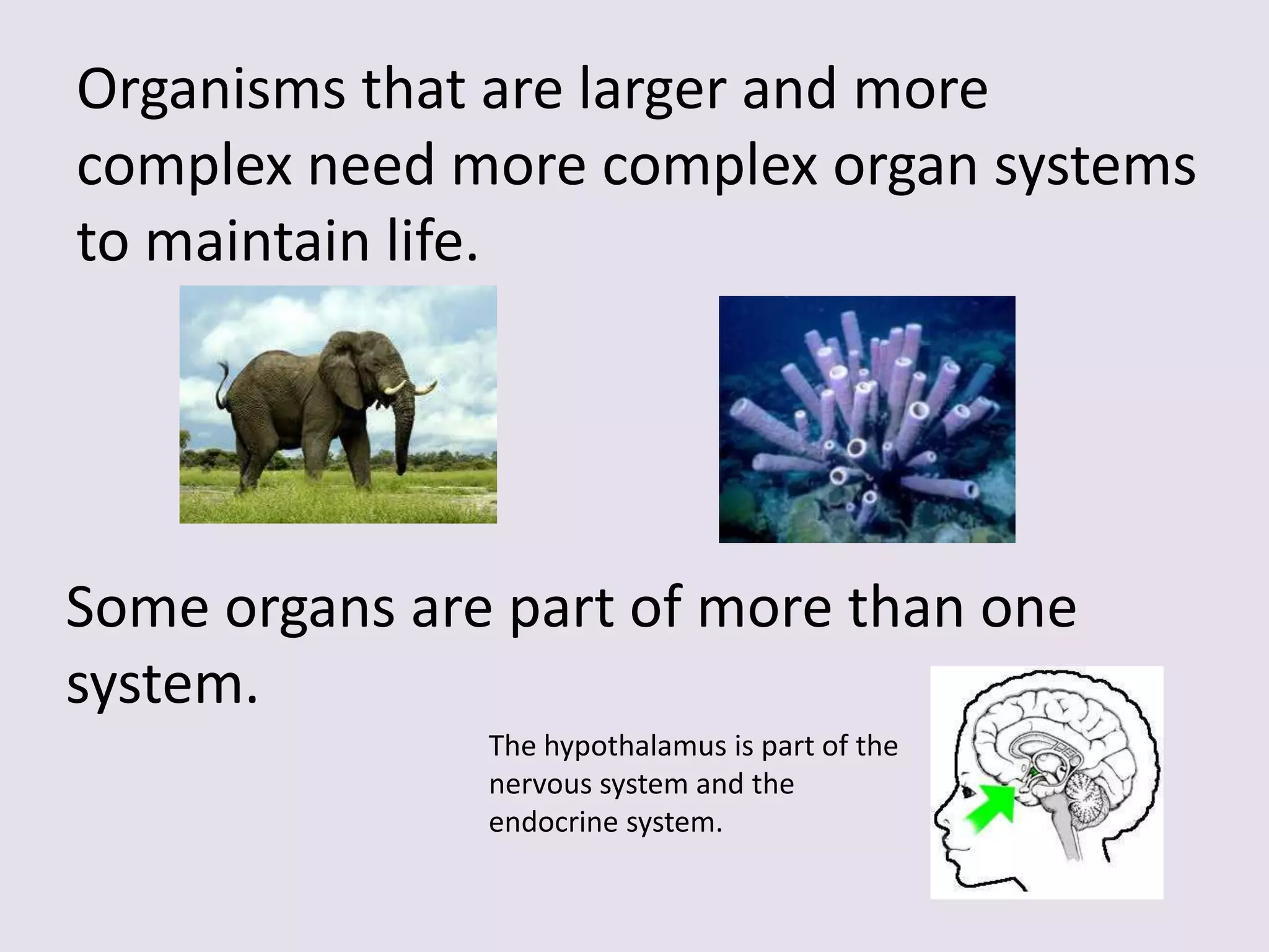Organisms that are larger and more
complex need more complex organ systems
to maintain life.




Some organs are part of more than one
system.
               The hypothalamus is part of the
               nervous system and the
               endocrine system.
 