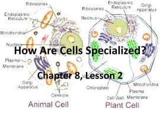 How Are Cells Specialized?

    Chapter 8, Lesson 2
 