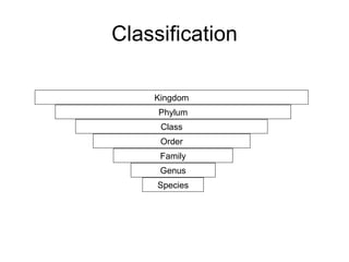 Classification Kingdom Phylum Class Order Family Genus Species 