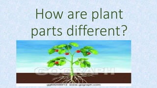 How are plant
parts different?
 