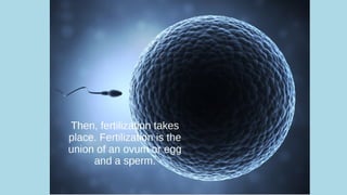 How babies are born edit.pdf