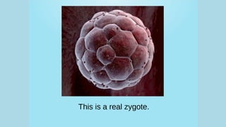 How babies are born edit.pdf