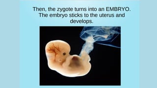 How babies are born edit.pdf