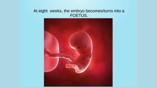 How babies are born edit.pdf