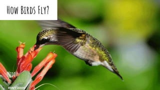 How Birds Fly?
Nidi
 