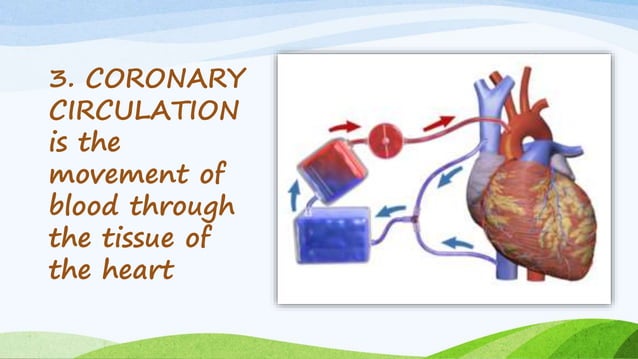 How blood moves around the body (Lesson 3)