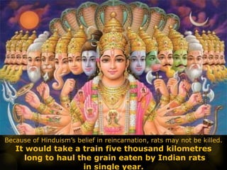 Because of Hinduism’s belief in reincarnation, rats may not be killed.
It would take a train five thousand kilometres
long to haul the grain eaten by Indian rats
in single year.
 