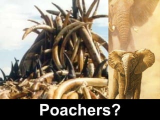 Poachers?
 