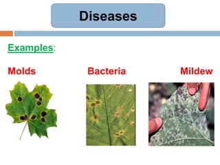Diseases
Examples:
Molds Bacteria Mildew
 