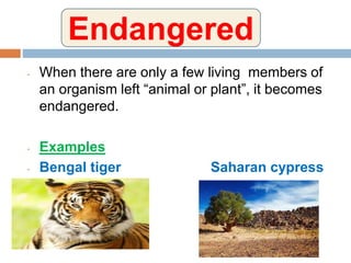 - When there are only a few living members of
an organism left “animal or plant”, it becomes
endangered.
- Examples
- Bengal tiger Saharan cypress
tree
Endangered
 