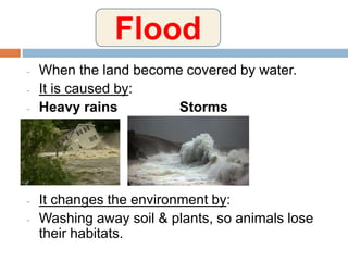 - When the land become covered by water.
- It is caused by:
- Heavy rains Storms
- It changes the environment by:
- Washing away soil & plants, so animals lose
their habitats.
Flood
 