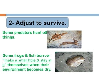 2- Adjust to survive.
Some predators hunt other
things.
Some frogs & fish burrow
“make a small hole & stay in
it” themselves when their
environment becomes dry.
 