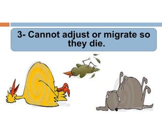 3- Cannot adjust or migrate so
they die.
 