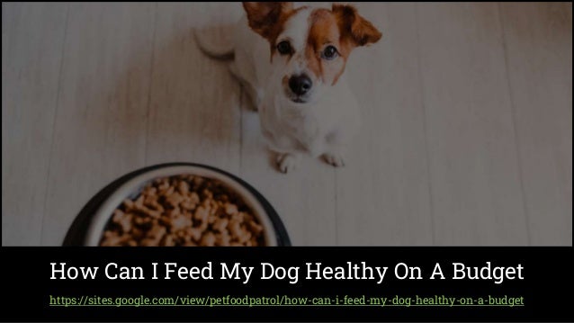 https://sites.google.com/view/petfoodpatrol/how-can-i-feed-my-dog-healthy-on-a-budget
How Can I Feed My Dog Healthy On A Budget
 