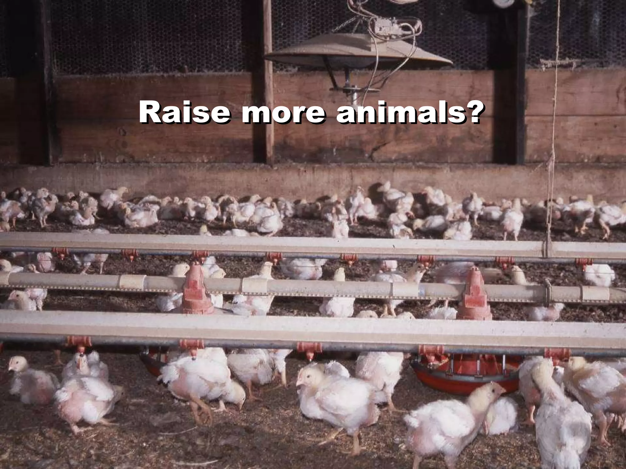 Raise more animals? Raise more animals? 