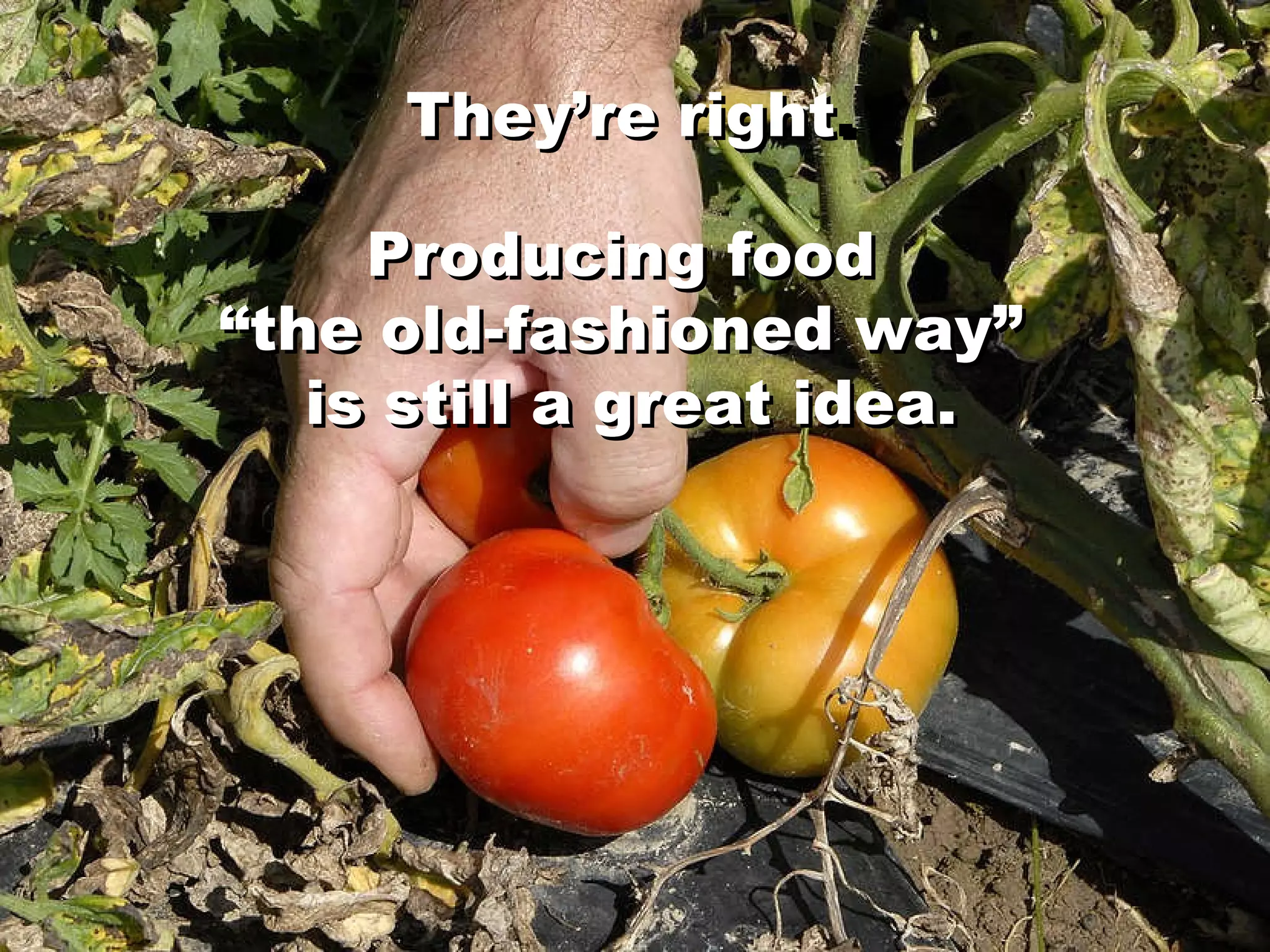 They’re right. Producing food  “the old-fashioned way”  is still a great idea. They’re right . Producing food  “the old-fashioned way”  is still a great idea. 