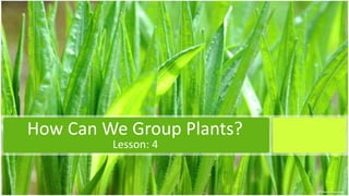 How Can We Group Plants?
         Lesson: 4
 