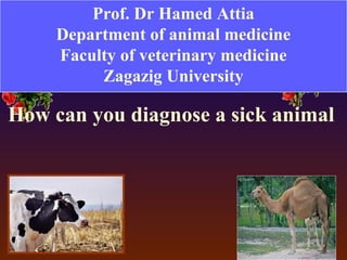 How can you diagnose a sick animal
Prof. Dr Hamed Attia
Department of animal medicine
Faculty of veterinary medicine
Zagazig University
 