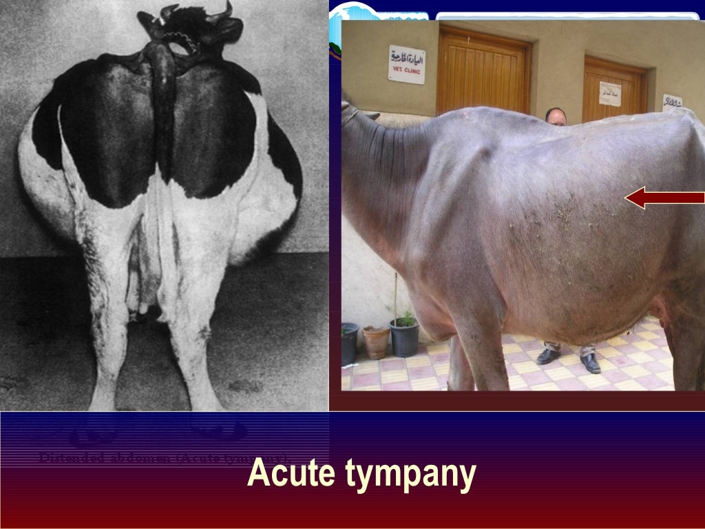 Method of diagnosis of diseases in farm animals Prof.Dr Hamed Attia