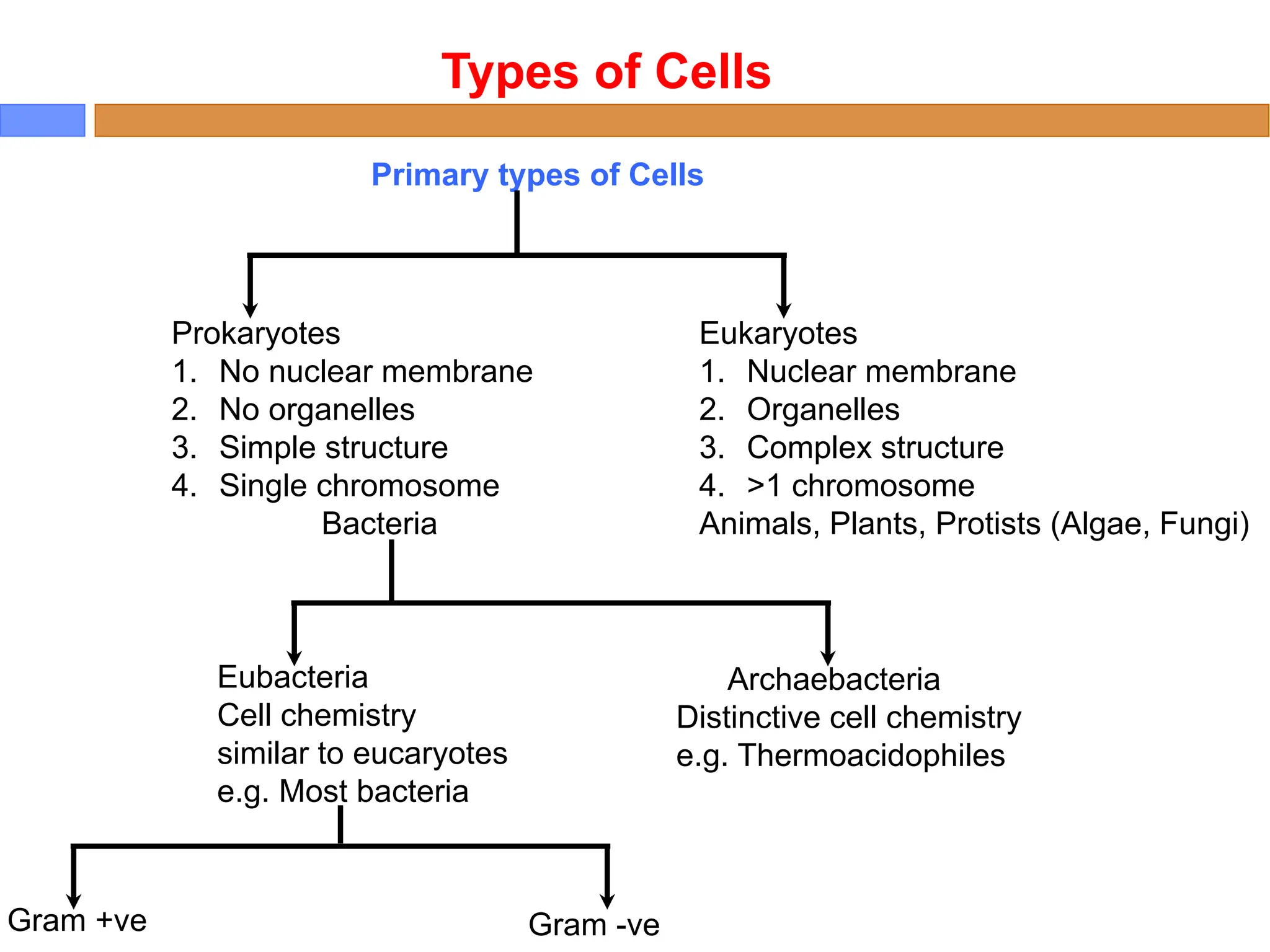 Primary types of Cells
Prokaryotes
1. No nuclear membrane
2. No organelles
3. Simple structure
4. Single chromosome
Bacteria
Eukaryotes
1. Nuclear membrane
2. Organelles
3. Complex structure
4. >1 chromosome
Animals, Plants, Protists (Algae, Fungi)
Eubacteria
Cell chemistry
similar to eucaryotes
e.g. Most bacteria
Archaebacteria
Distinctive cell chemistry
e.g. Thermoacidophiles
Gram +ve Gram -ve
Types of Cells
 