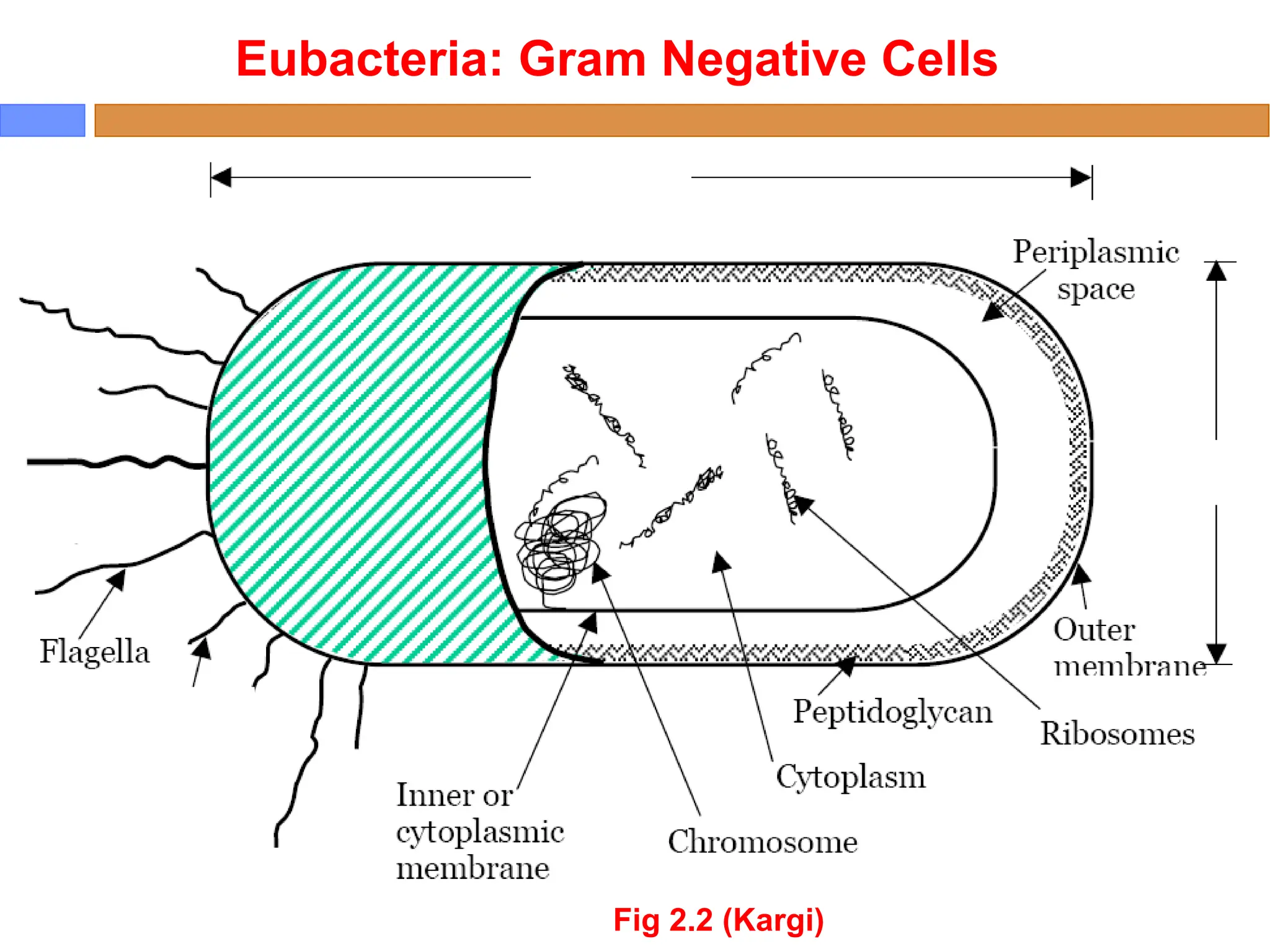Eubacteria: Gram Negative Cells
Fig 2.2 (Kargi)
 