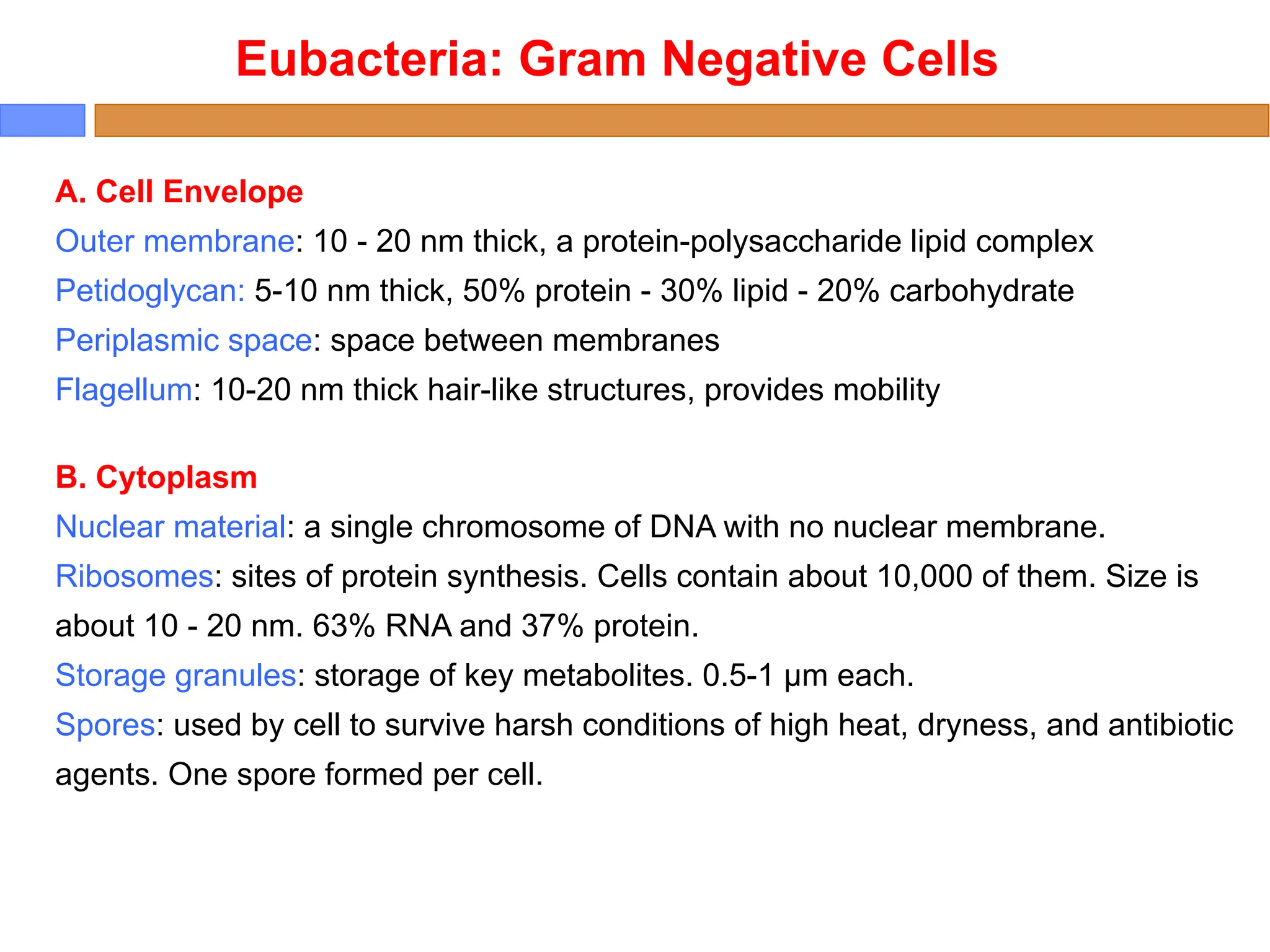 A. Cell Envelope
Outer membrane: 10 - 20 nm thick, a protein-polysaccharide lipid complex
Petidoglycan: 5-10 nm thick, 50% protein - 30% lipid - 20% carbohydrate
Periplasmic space: space between membranes
Flagellum: 10-20 nm thick hair-like structures, provides mobility
B. Cytoplasm
Nuclear material: a single chromosome of DNA with no nuclear membrane.
Ribosomes: sites of protein synthesis. Cells contain about 10,000 of them. Size is
about 10 - 20 nm. 63% RNA and 37% protein.
Storage granules: storage of key metabolites. 0.5-1 μm each.
Spores: used by cell to survive harsh conditions of high heat, dryness, and antibiotic
agents. One spore formed per cell.
Eubacteria: Gram Negative Cells
 