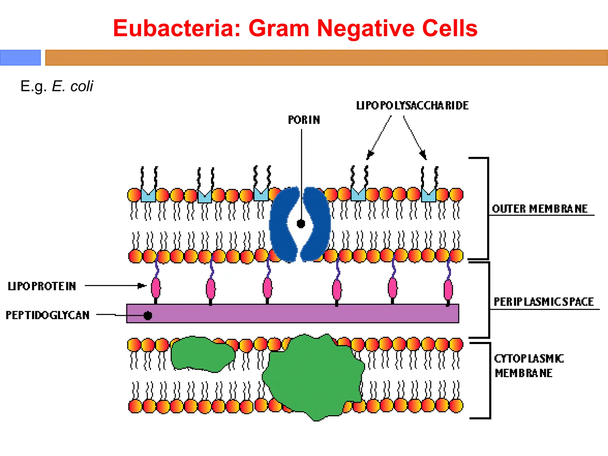 E.g. E. coli
Eubacteria: Gram Negative Cells
 