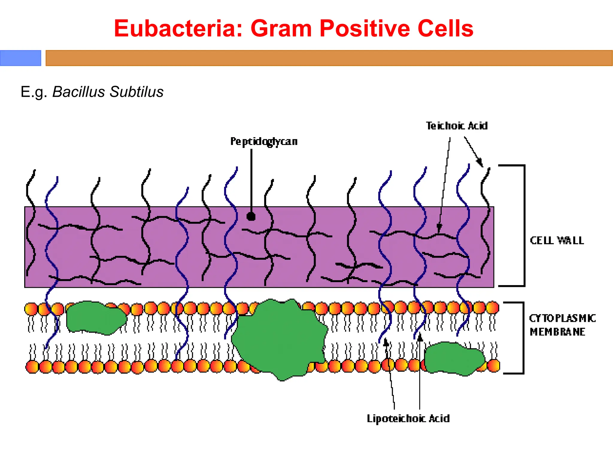 E.g. Bacillus Subtilus
Eubacteria: Gram Positive Cells
 