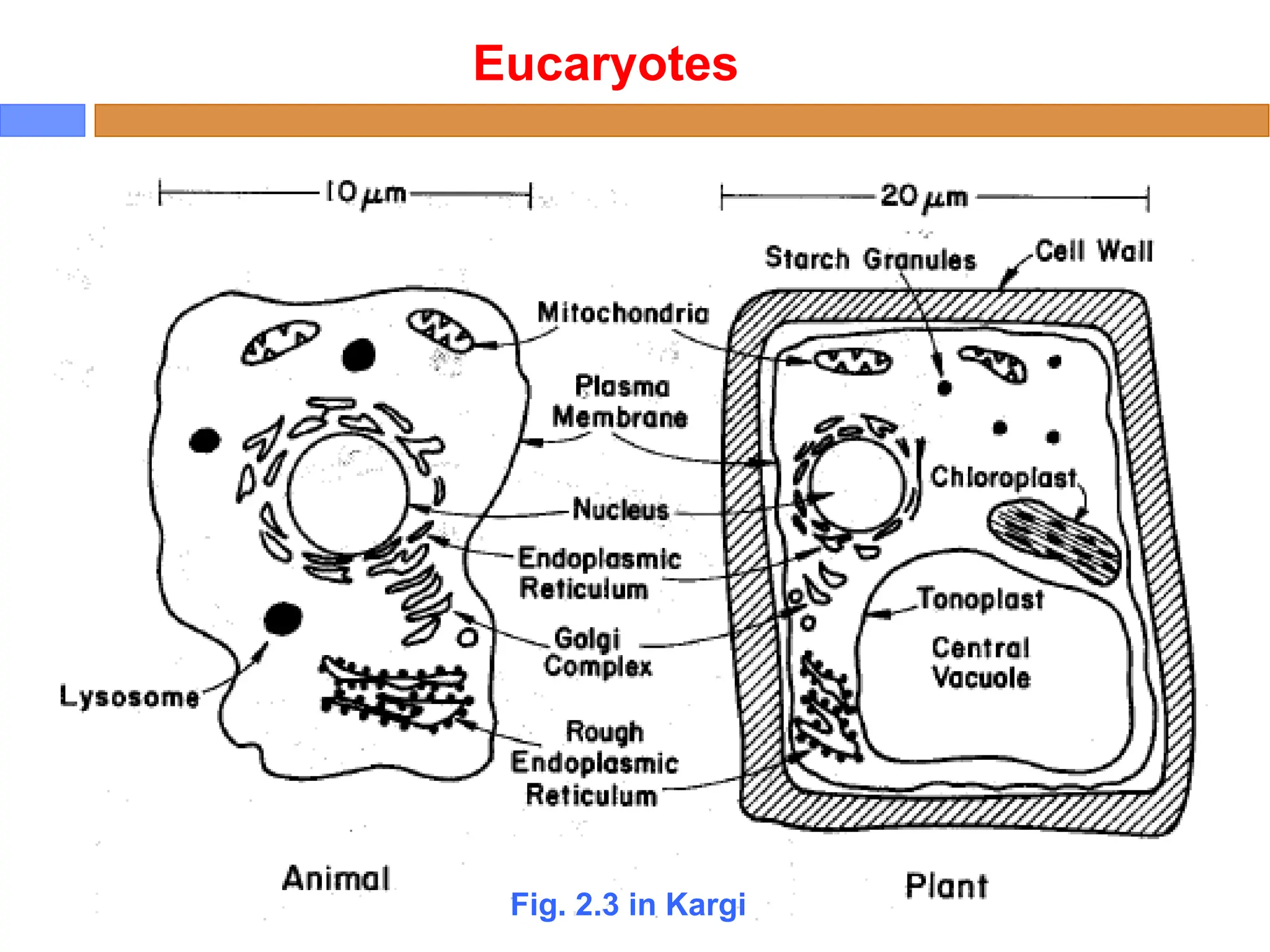 Eucaryotes
Fig. 2.3 in Kargi
 