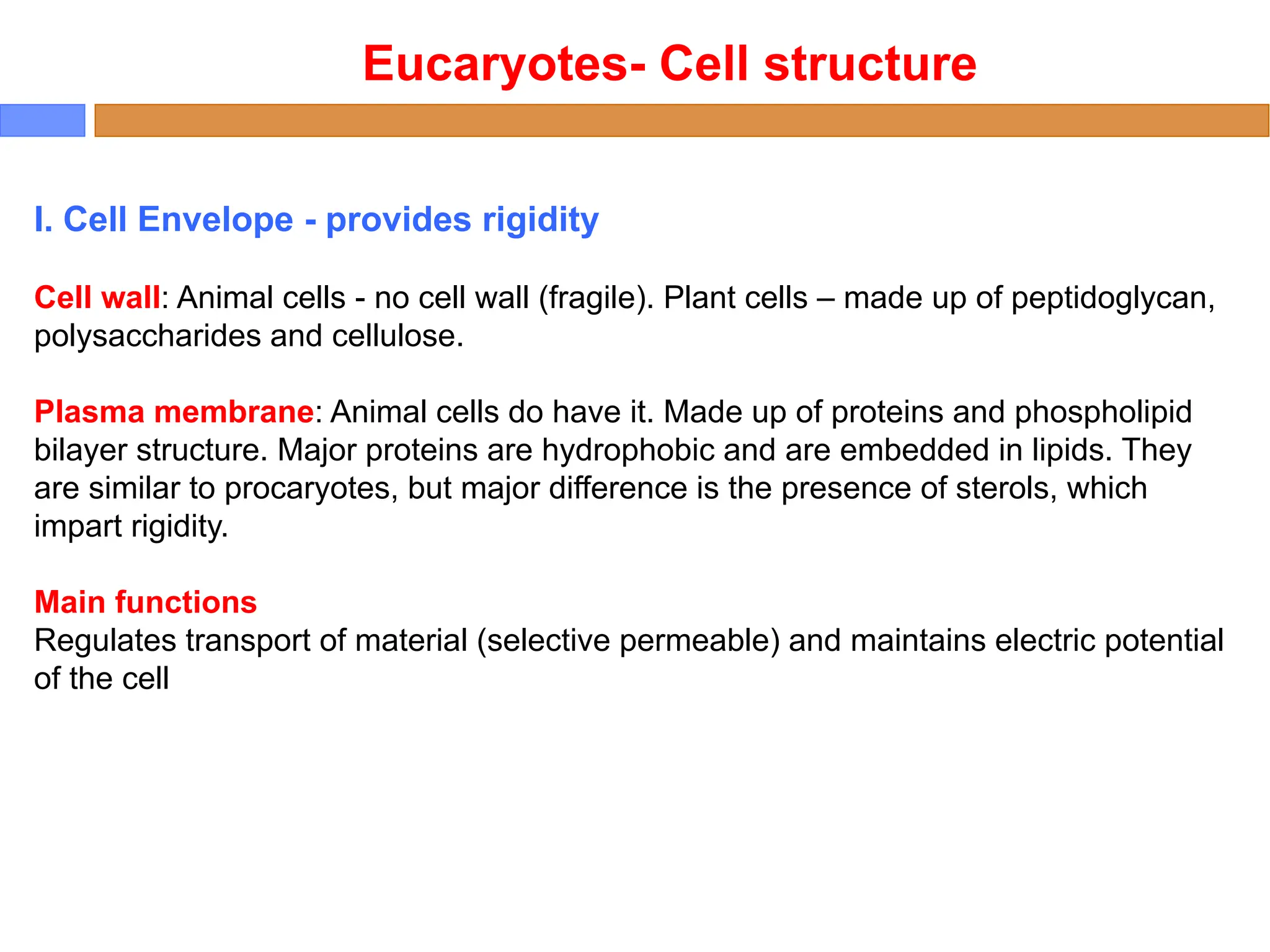I. Cell Envelope - provides rigidity
Cell wall: Animal cells - no cell wall (fragile). Plant cells – made up of peptidoglycan,
polysaccharides and cellulose.
Plasma membrane: Animal cells do have it. Made up of proteins and phospholipid
bilayer structure. Major proteins are hydrophobic and are embedded in lipids. They
are similar to procaryotes, but major difference is the presence of sterols, which
impart rigidity.
Main functions
Regulates transport of material (selective permeable) and maintains electric potential
of the cell
Eucaryotes- Cell structure
 