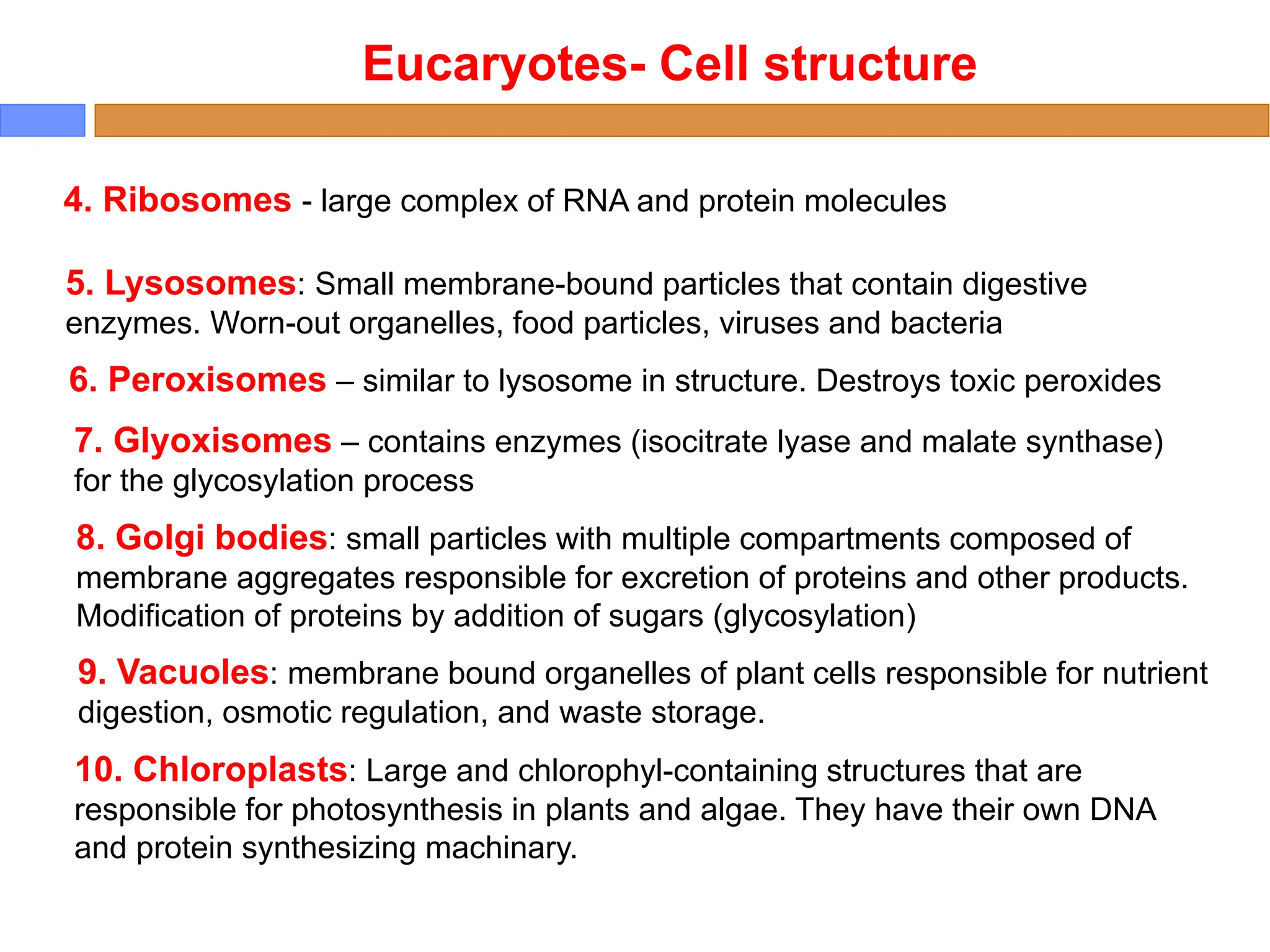Eucaryotes- Cell structure
4. Ribosomes - large complex of RNA and protein molecules
5. Lysosomes: Small membrane-bound particles that contain digestive
enzymes. Worn-out organelles, food particles, viruses and bacteria
8. Golgi bodies: small particles with multiple compartments composed of
membrane aggregates responsible for excretion of proteins and other products.
Modification of proteins by addition of sugars (glycosylation)
9. Vacuoles: membrane bound organelles of plant cells responsible for nutrient
digestion, osmotic regulation, and waste storage.
6. Peroxisomes – similar to lysosome in structure. Destroys toxic peroxides
7. Glyoxisomes – contains enzymes (isocitrate lyase and malate synthase)
for the glycosylation process
10. Chloroplasts: Large and chlorophyl-containing structures that are
responsible for photosynthesis in plants and algae. They have their own DNA
and protein synthesizing machinary.
 