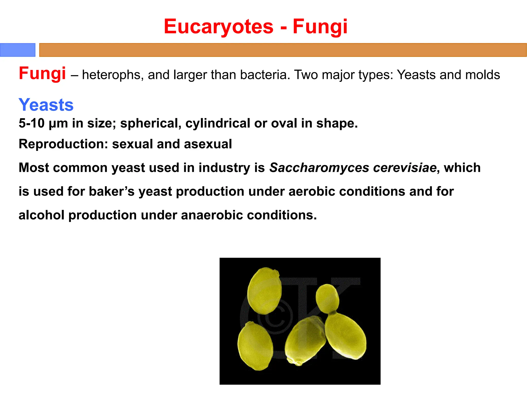 Eucaryotes - Fungi
Yeasts
5-10 μm in size; spherical, cylindrical or oval in shape.
Reproduction: sexual and asexual
Most common yeast used in industry is Saccharomyces cerevisiae, which
is used for baker’s yeast production under aerobic conditions and for
alcohol production under anaerobic conditions.
Fungi – heterophs, and larger than bacteria. Two major types: Yeasts and molds
 