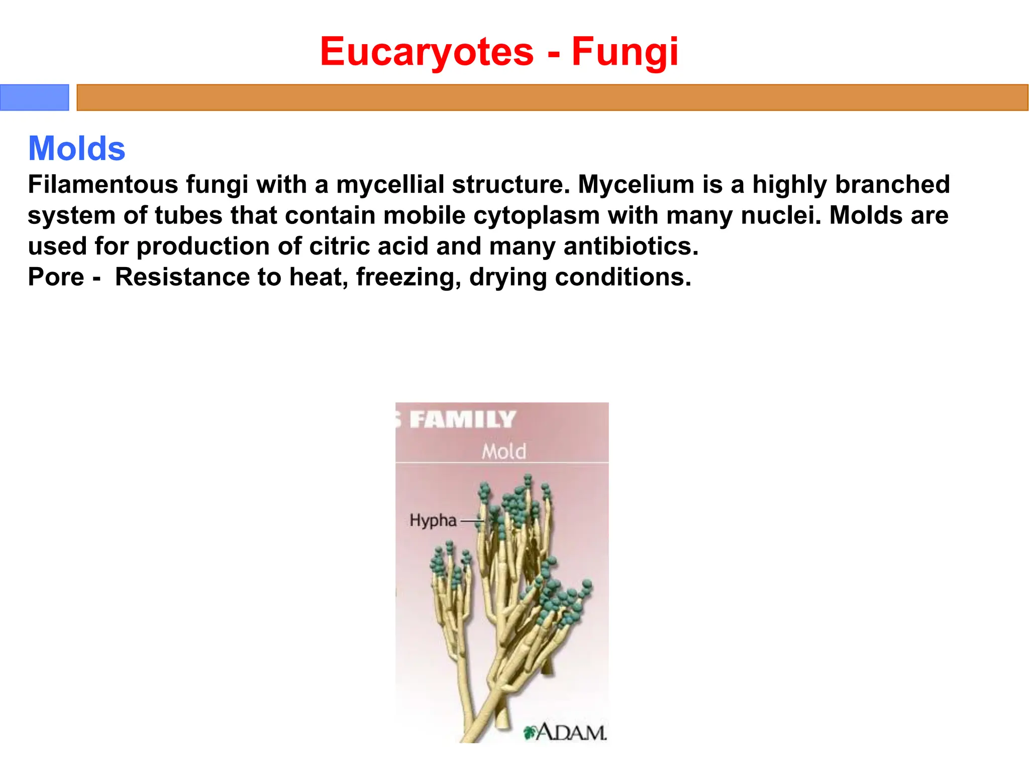 Molds
Filamentous fungi with a mycellial structure. Mycelium is a highly branched
system of tubes that contain mobile cytoplasm with many nuclei. Molds are
used for production of citric acid and many antibiotics.
Pore - Resistance to heat, freezing, drying conditions.
Eucaryotes - Fungi
 