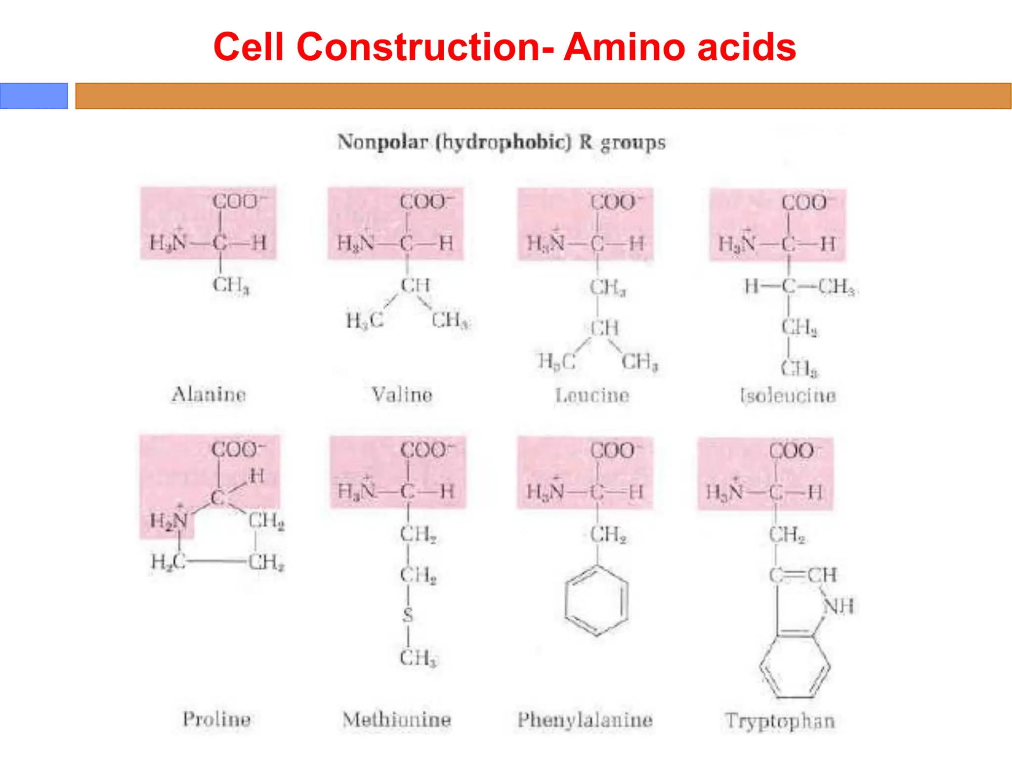 Cell Construction- Amino acids
 