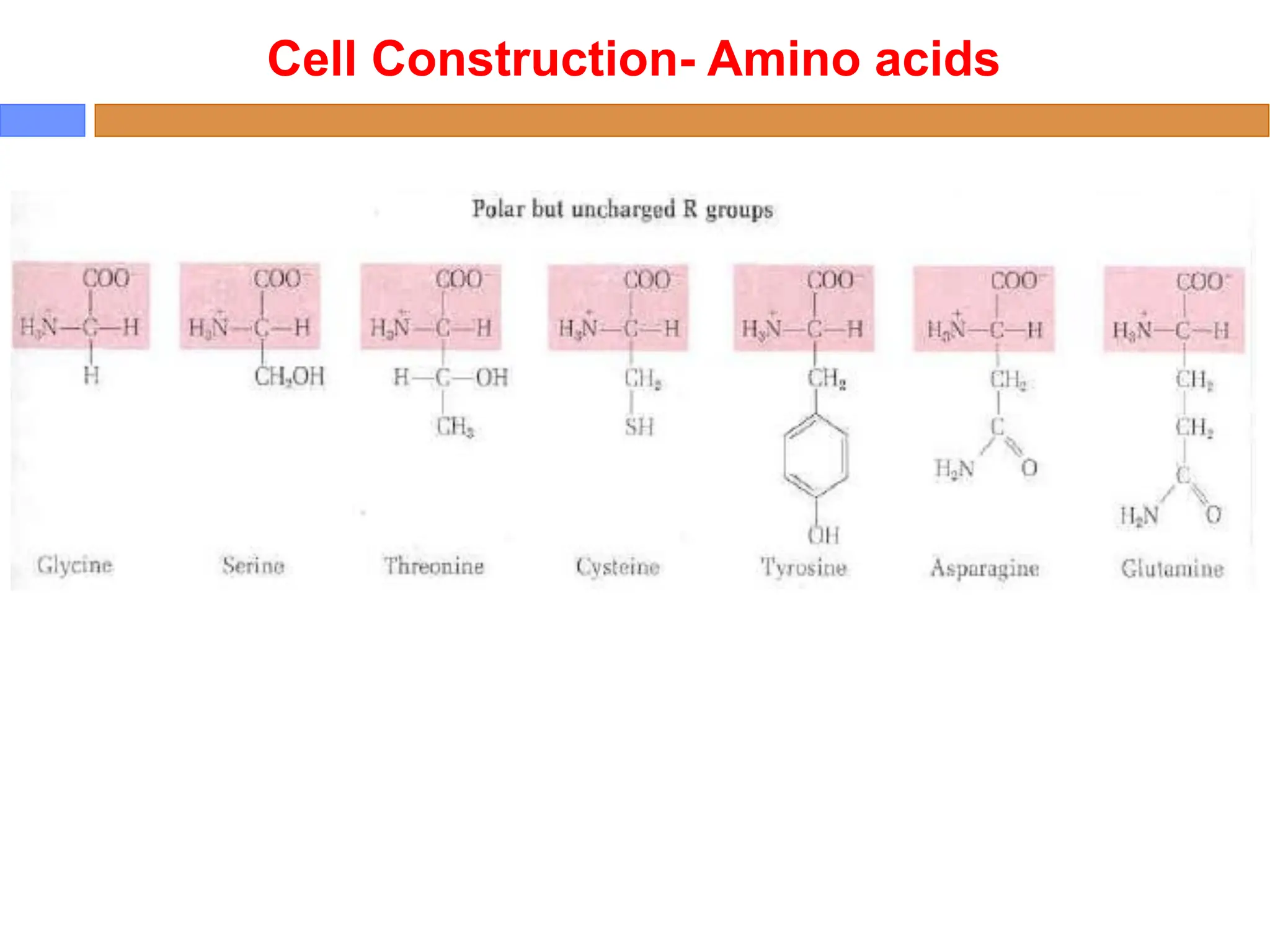 Cell Construction- Amino acids
 
