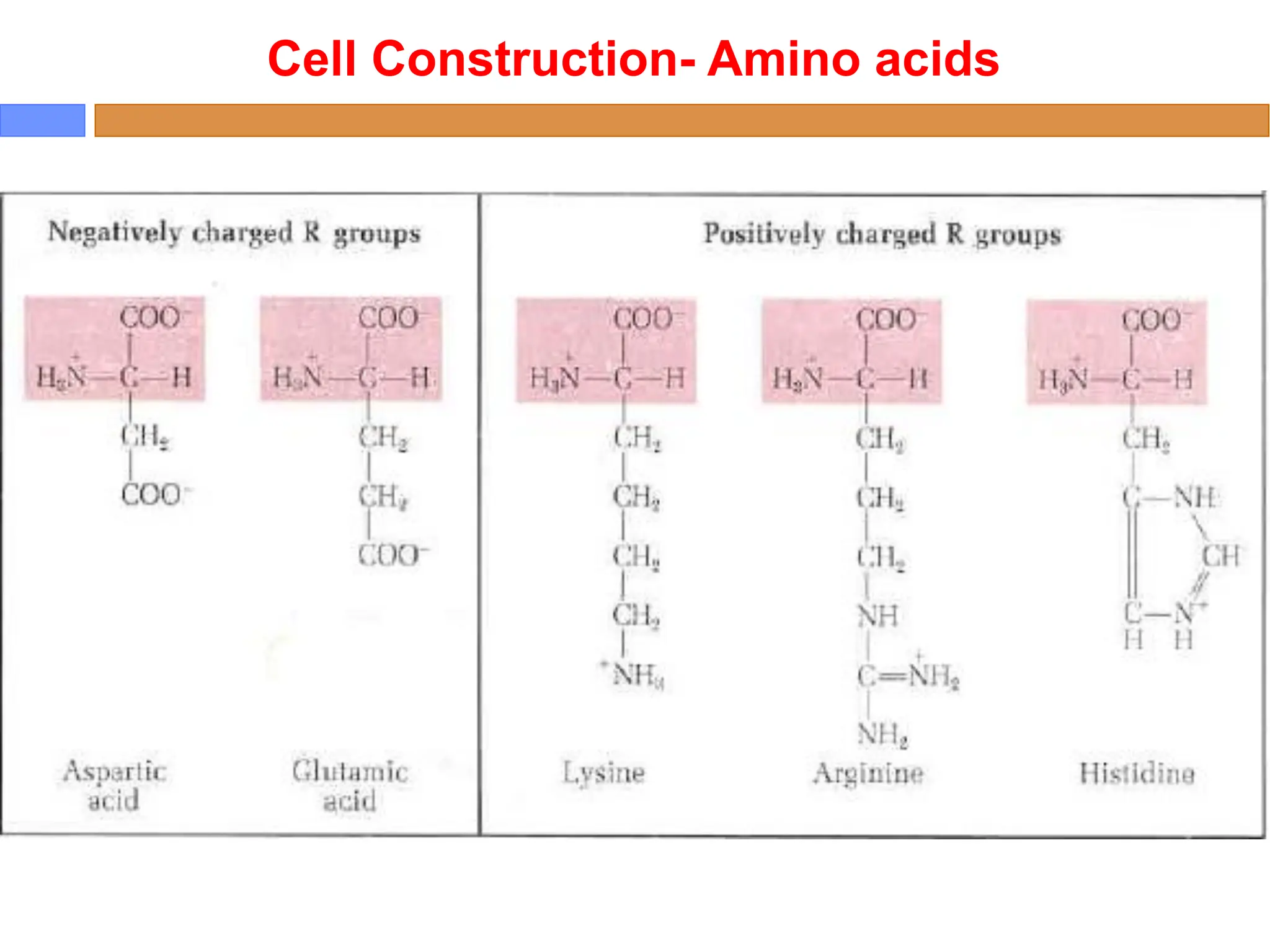 Cell Construction- Amino acids
 