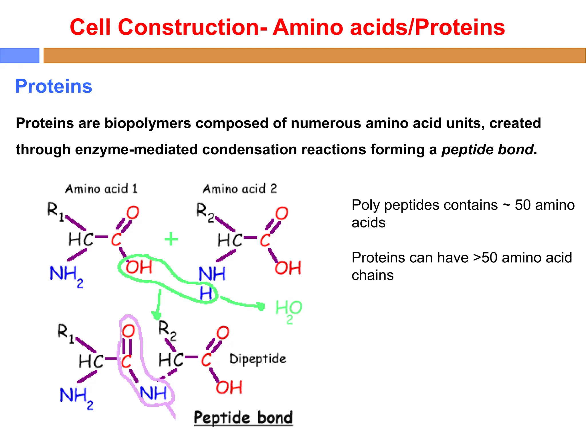 Proteins are biopolymers composed of numerous amino acid units, created
through enzyme-mediated condensation reactions forming a peptide bond.
Cell Construction- Amino acids/Proteins
Proteins
Poly peptides contains ~ 50 amino
acids
Proteins can have >50 amino acid
chains
 