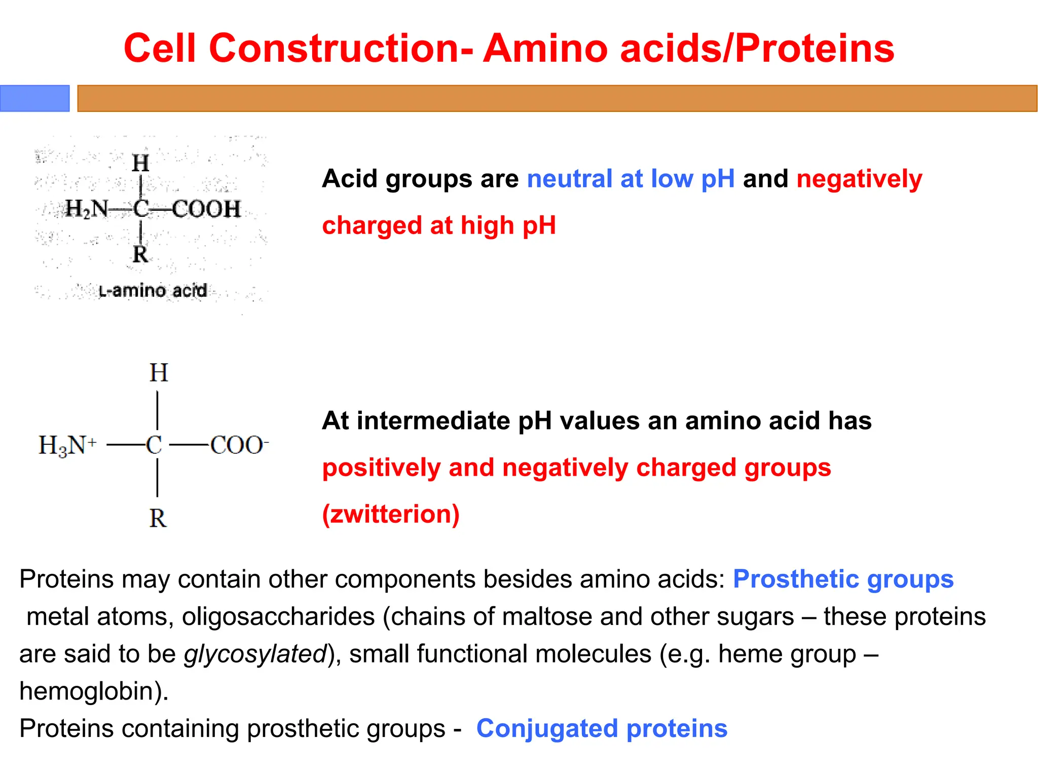 Cell Construction- Amino acids/Proteins
Acid groups are neutral at low pH and negatively
charged at high pH
At intermediate pH values an amino acid has
positively and negatively charged groups
(zwitterion)
Proteins may contain other components besides amino acids: Prosthetic groups
metal atoms, oligosaccharides (chains of maltose and other sugars – these proteins
are said to be glycosylated), small functional molecules (e.g. heme group –
hemoglobin).
Proteins containing prosthetic groups - Conjugated proteins
 