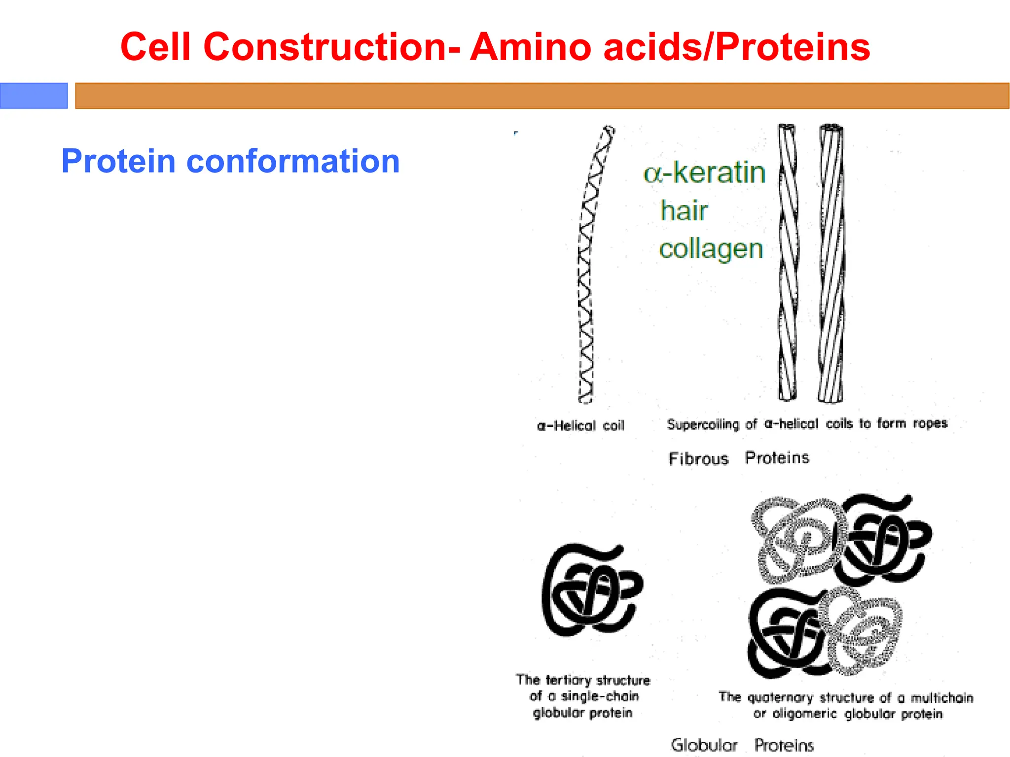 Cell Construction- Amino acids/Proteins
Protein conformation
 
