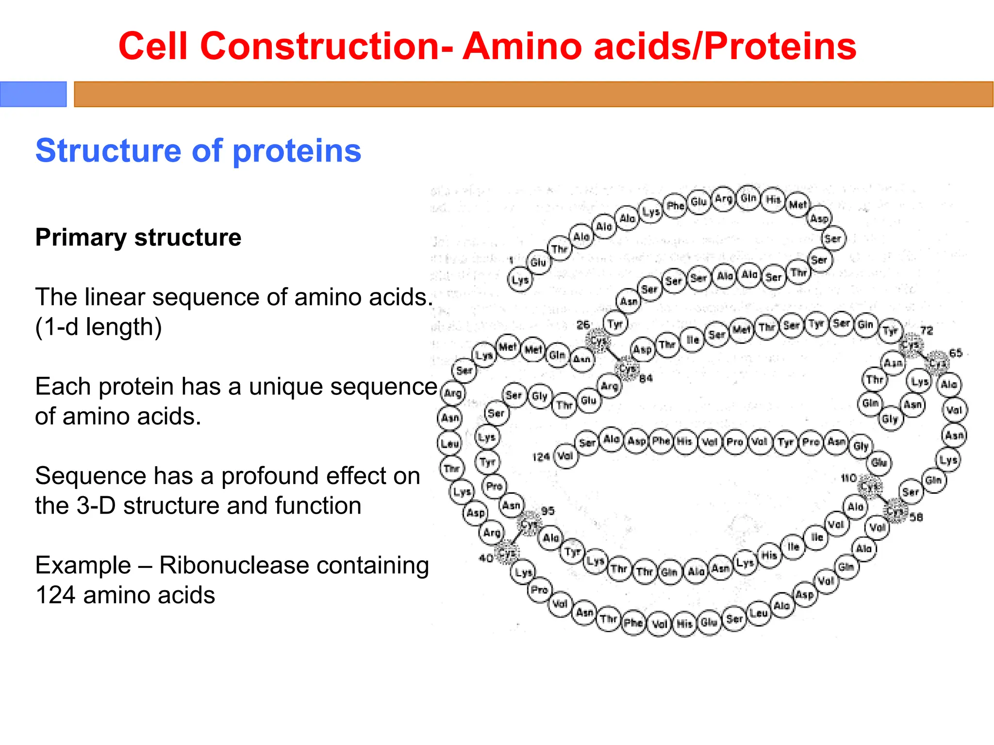 Cell Construction- Amino acids/Proteins
Structure of proteins
Primary structure
The linear sequence of amino acids.
(1-d length)
Each protein has a unique sequence
of amino acids.
Sequence has a profound effect on
the 3-D structure and function
Example – Ribonuclease containing
124 amino acids
 