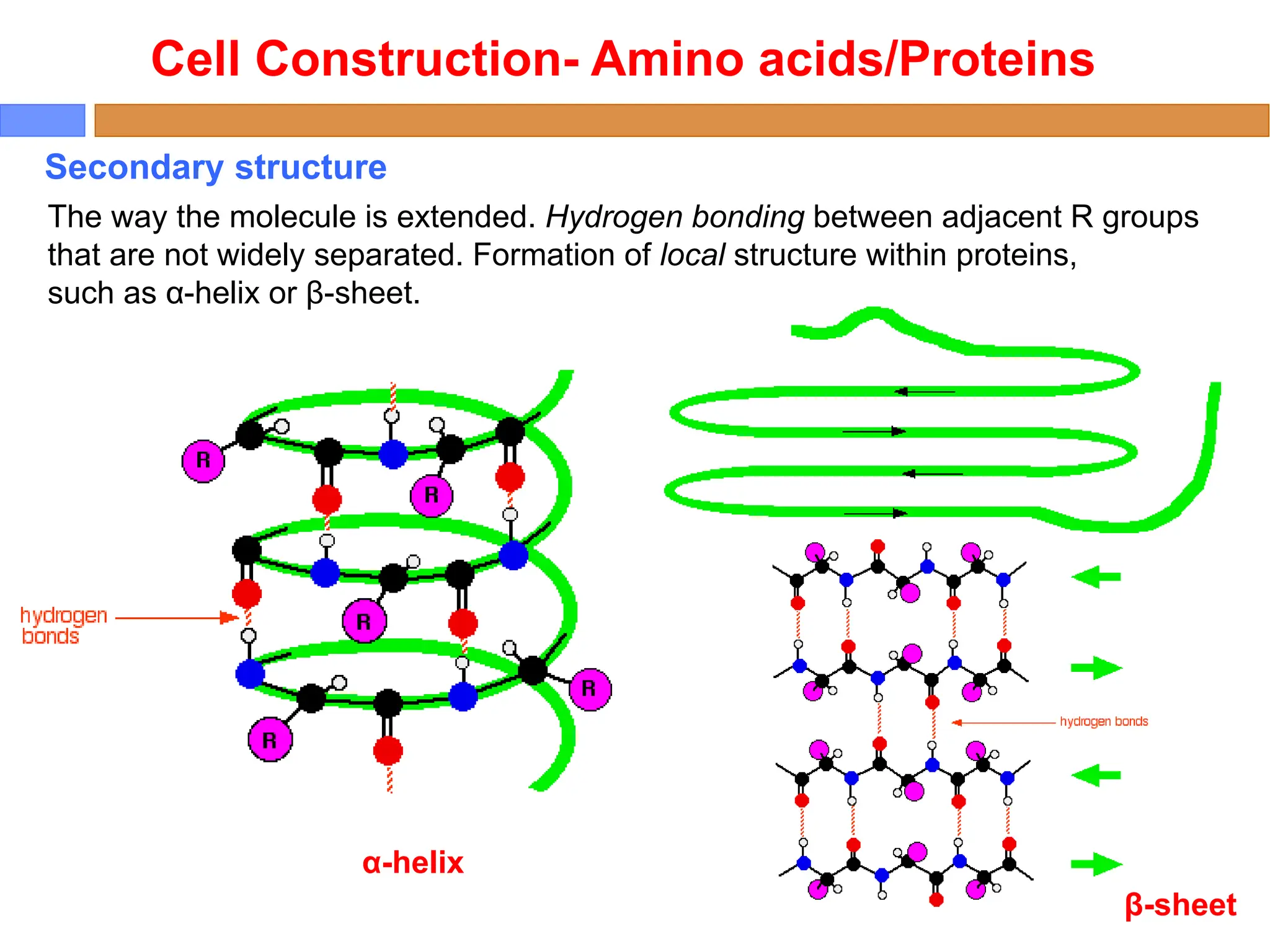 The way the molecule is extended. Hydrogen bonding between adjacent R groups
that are not widely separated. Formation of local structure within proteins,
such as α-helix or β-sheet.
Secondary structure
Cell Construction- Amino acids/Proteins
α-helix
β-sheet
 