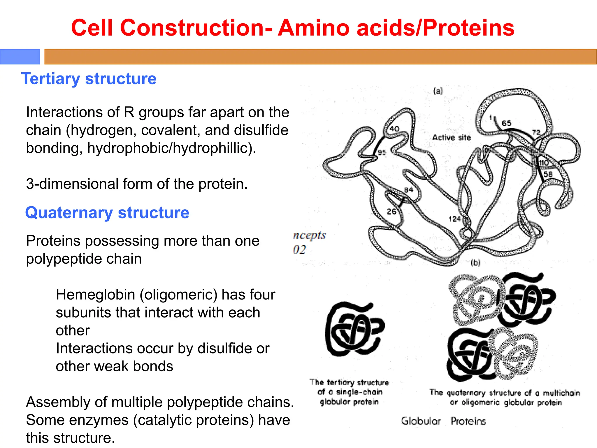 Tertiary structure
Cell Construction- Amino acids/Proteins
Interactions of R groups far apart on the
chain (hydrogen, covalent, and disulfide
bonding, hydrophobic/hydrophillic).
3-dimensional form of the protein.
Quaternary structure
Proteins possessing more than one
polypeptide chain
Hemeglobin (oligomeric) has four
subunits that interact with each
other
Interactions occur by disulfide or
other weak bonds
Assembly of multiple polypeptide chains.
Some enzymes (catalytic proteins) have
this structure.
 