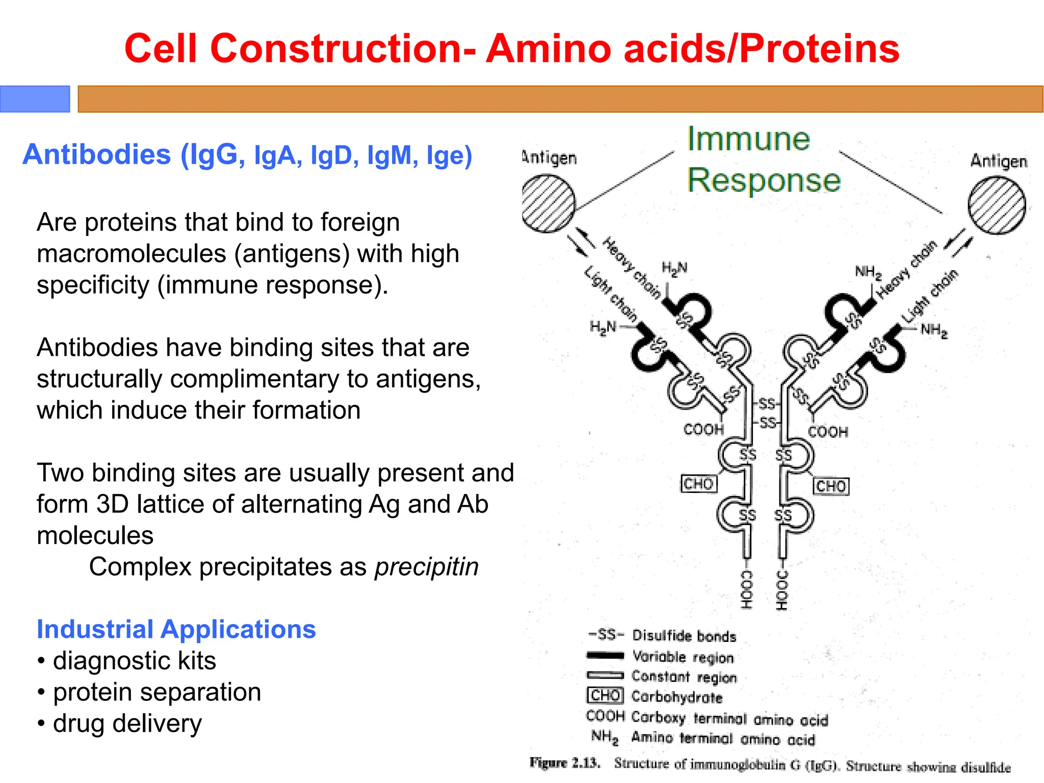 Cell Construction- Amino acids/Proteins
Antibodies (IgG, IgA, IgD, IgM, Ige)
Are proteins that bind to foreign
macromolecules (antigens) with high
specificity (immune response).
Antibodies have binding sites that are
structurally complimentary to antigens,
which induce their formation
Two binding sites are usually present and
form 3D lattice of alternating Ag and Ab
molecules
Complex precipitates as precipitin
Industrial Applications
• diagnostic kits
• protein separation
• drug delivery
 