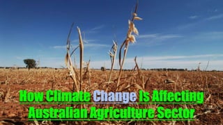 How Climate Change Is Affecting
Australian Agriculture Sector
 