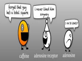 How coffee makes us unsleepy