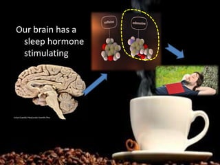 Our brain has a
sleep hormone
stimulating
 