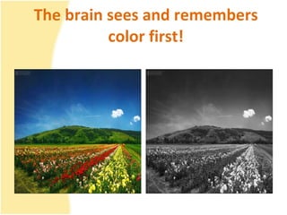 The brain sees and remembers color first! 