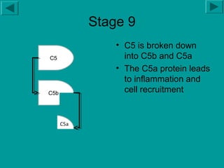 How Complement System Works (Lectin Pathway) | PPT | Blood Disorders ...