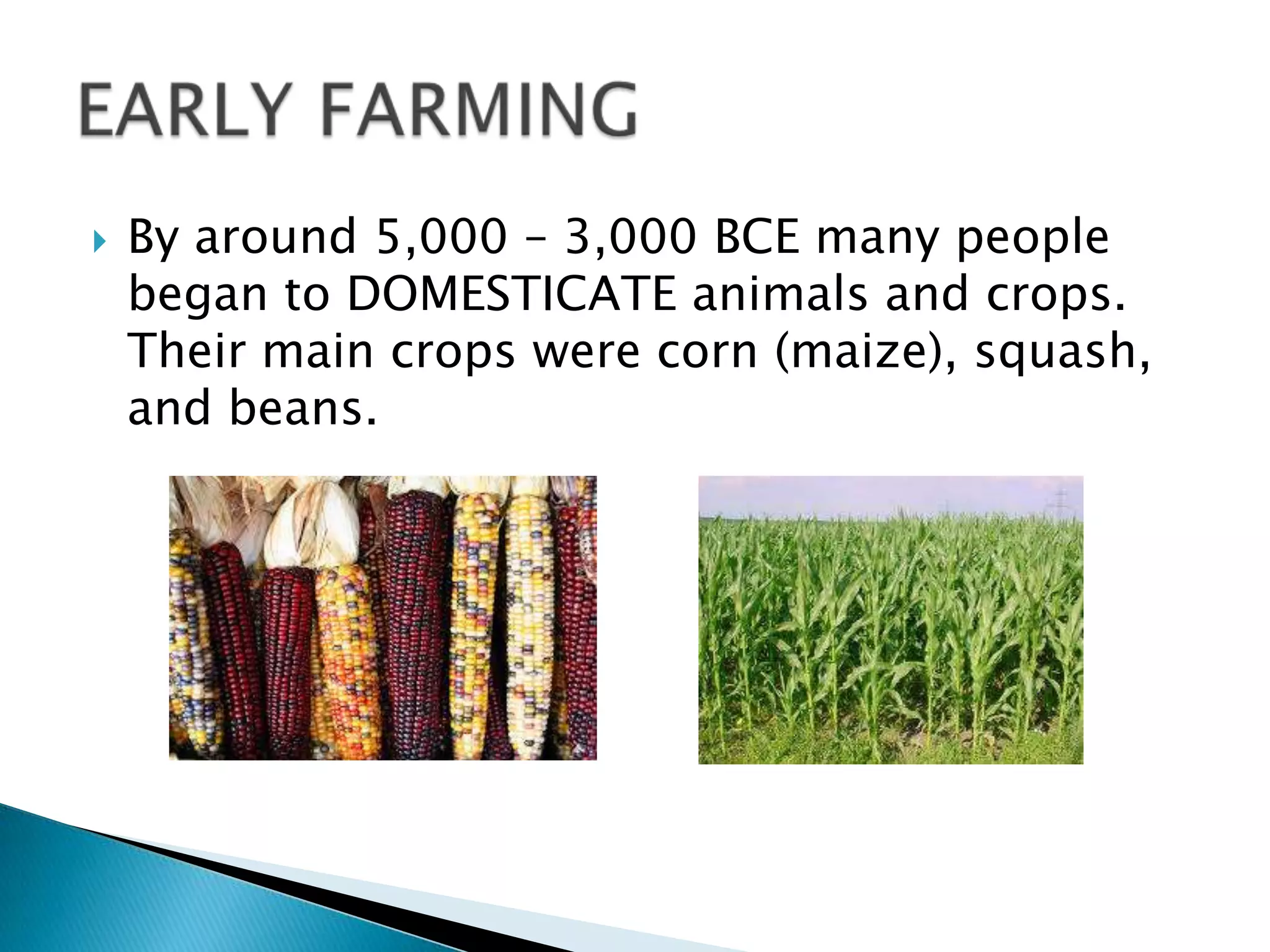  By around 5,000 – 3,000 BCE many people
began to DOMESTICATE animals and crops.
Their main crops were corn (maize), squash,
and beans.
 